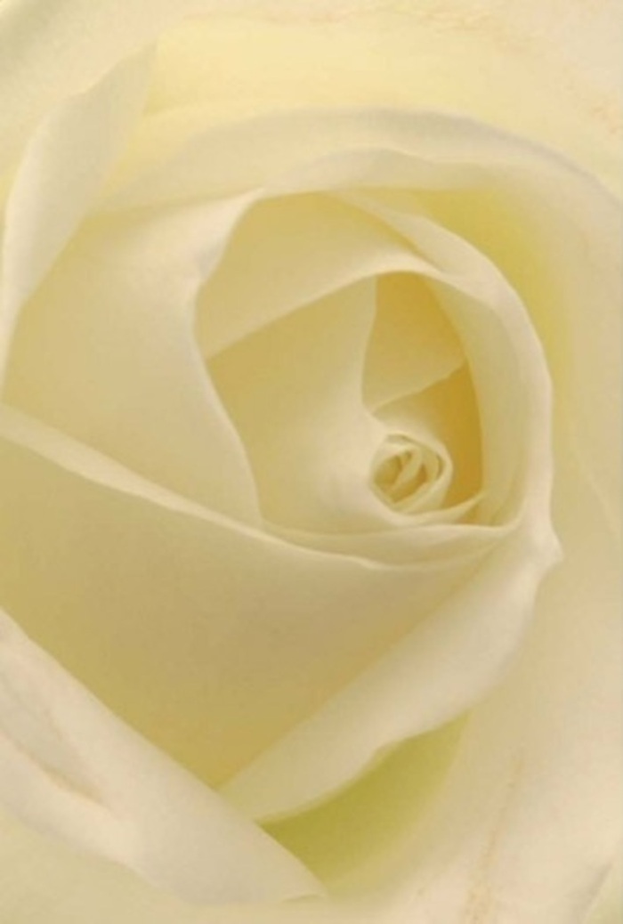 To look closely at this classic white rose is to experience tranquility layered in every petal, mirroring the peaceful ambiance found in Forest Hill's terrace gardens and green spaces. Hues of cream and ivory blur seamlessly, creating a luminous effect that makes the bloom seem lit from within-much like a gentle morning radiance over Horniman Museum's lawns. The spiral of petals at its heart evokes both purity and quiet endurance, the composition balancing nearly perfect symmetry with understated grace. As a florist in Forest Hill, I recognise in this rose the ideal gesture for expressing heartfelt emotions-a declaration of love, a note of apology, or an elegant centrepiece for a wedding celebrated nearby. Each subtle shade and shadow is enhanced by the thoughtful arrangement, a mark of both the natural world and expert local craftsmanship. Fragrance seems to linger around the image, serene and uplifting, making this rose a fitting choice for anyone seeking to send a message of sincerity, celebration, or remembrance within the Forest Hill community.